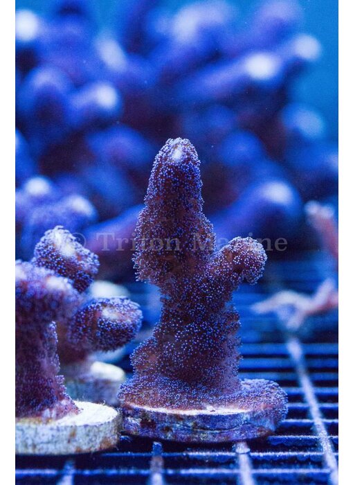ORA Purple Stylophora Frag