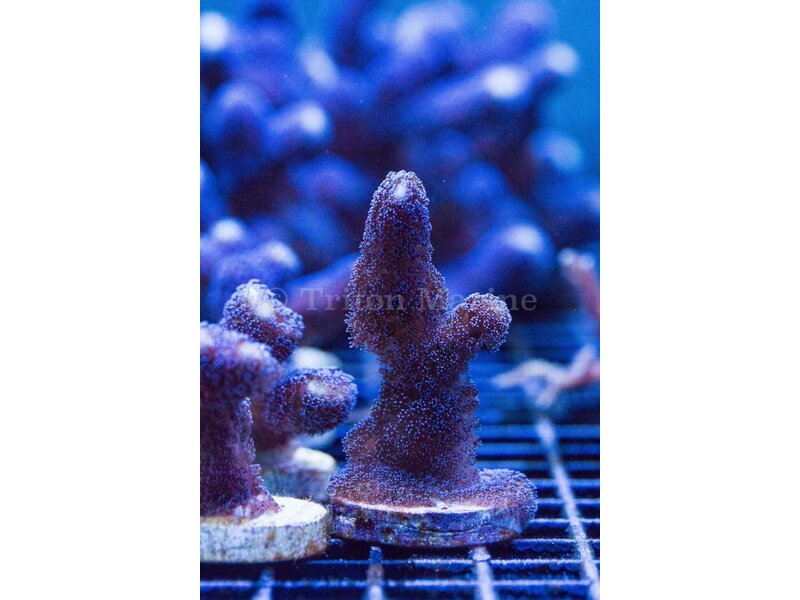 ORA Purple Stylophora Frag
