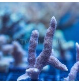 ORA German Blue Digi Frag