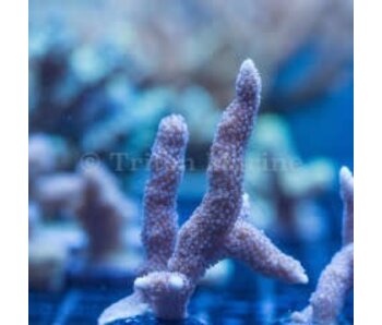 ORA German Blue Digi Frag