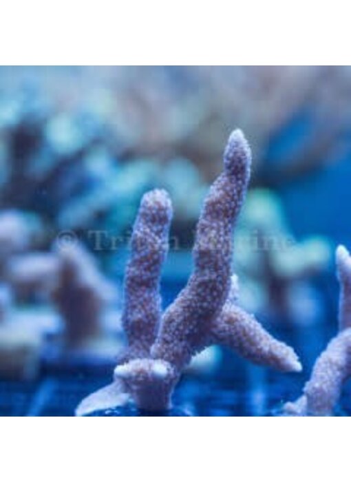 ORA German Blue Digi Frag