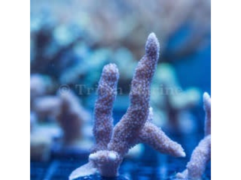 ORA German Blue Digi Frag