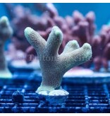 ORA Micronesian Yellow Porites Frag