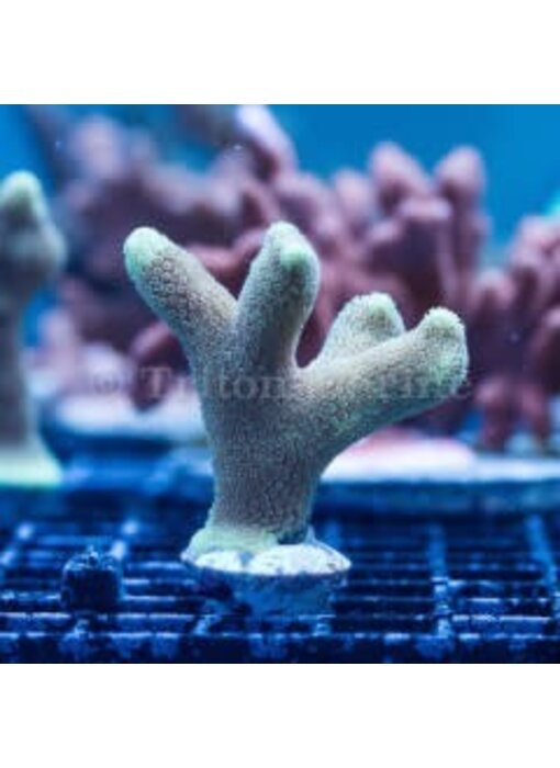 ORA Micronesian Yellow Porites Frag