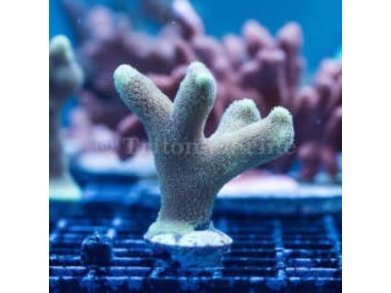 ORA Micronesian Yellow Porites Frag