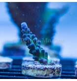 Cali Tort Acro Frag