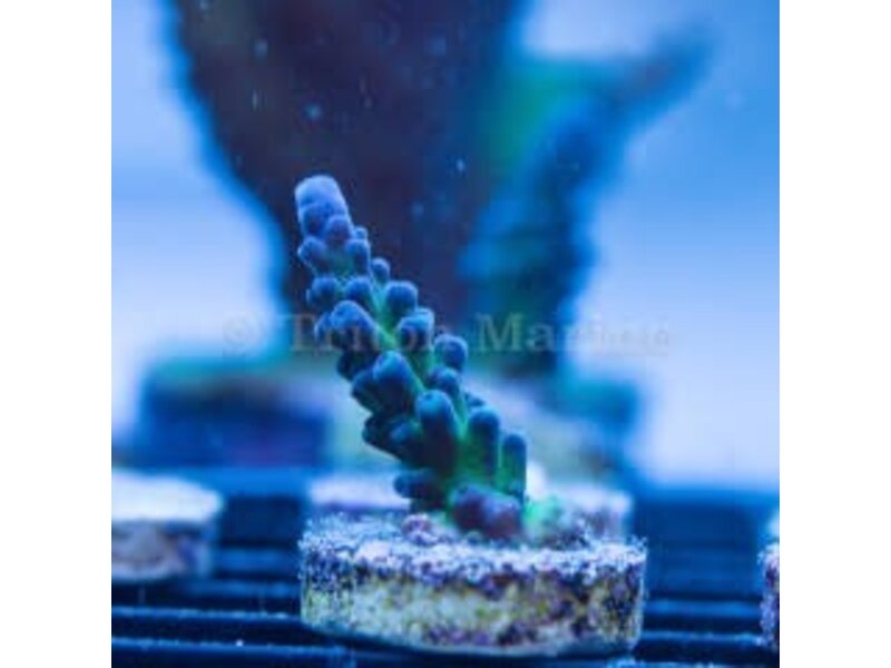 Cali Tort Acro Frag