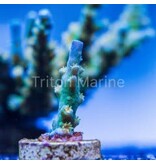 SC Orange Passion Acro Frag
