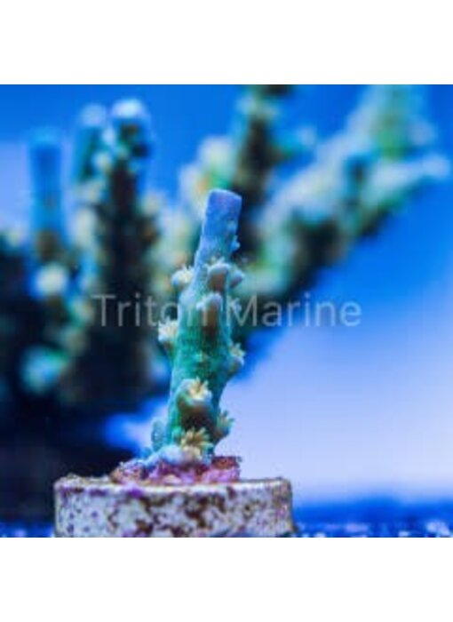 SC Orange Passion Acro Frag