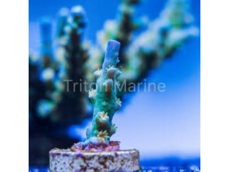SC Orange Passion Acro Frag