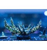 SC Orange Passion Acro Frag