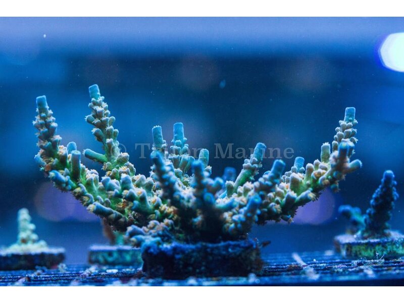 SC Orange Passion Acro Frag