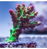 TMA Crunchberry Acro Frag