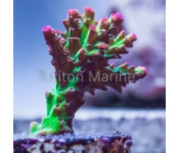 TMA Crunchberry Acro Frag