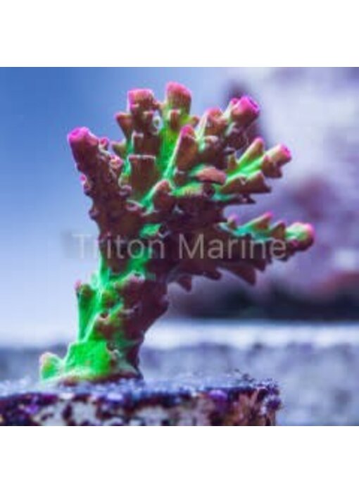 TMA Crunchberry Acro Frag