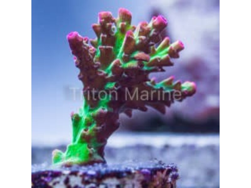 TMA Crunchberry Acro Frag