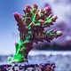 TMA Crunchberry Acro Frag
