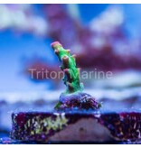 TMA Crunchberry Acro Frag