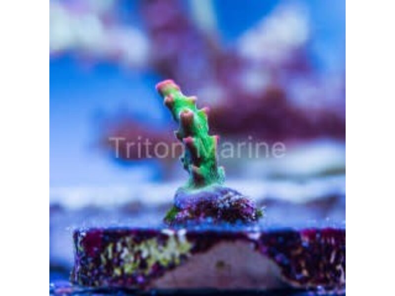 TMA Crunchberry Acro Frag