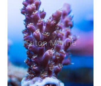 JF Serial Killer Acro Frag