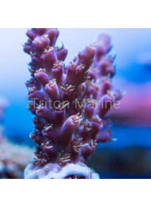 JF Serial Killer Acro Frag