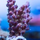 JF Serial Killer Acro Frag