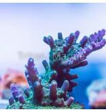 TMA Bonsai Acro Frag