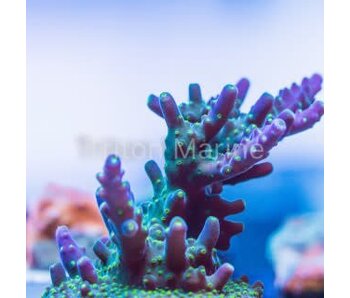 TMA Bonsai Acro Frag