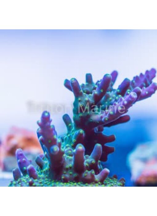 TMA Bonsai Acro Frag