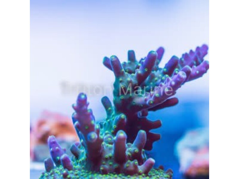 TMA Bonsai Acro Frag