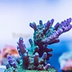 TMA Bonsai Acro Frag