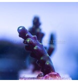 TMA Bonsai Acro Frag