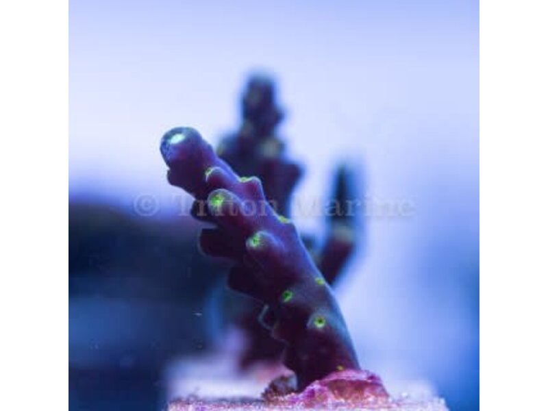 TMA Bonsai Acro Frag
