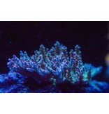 TMA Thunder Down Under Acro Frag