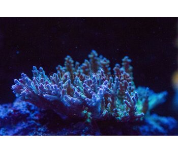 TMA Thunder Down Under Acro Frag