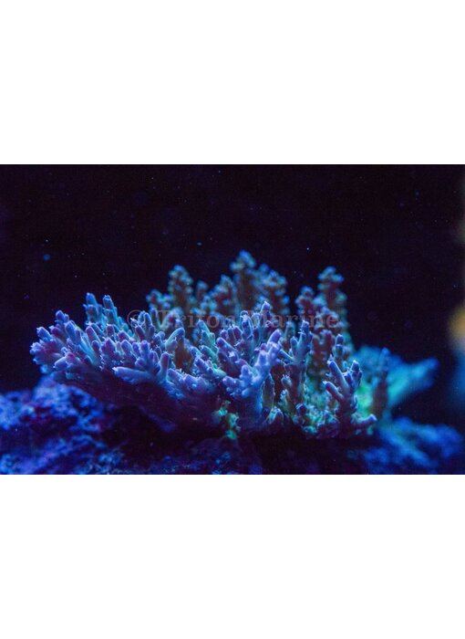 TMA Thunder Down Under Acro Frag