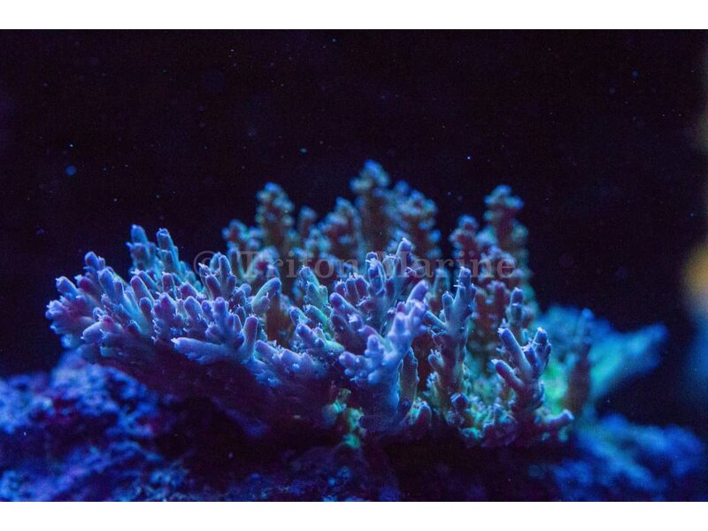 TMA Thunder Down Under Acro Frag