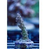 TMA Thunder Down Under Acro Frag