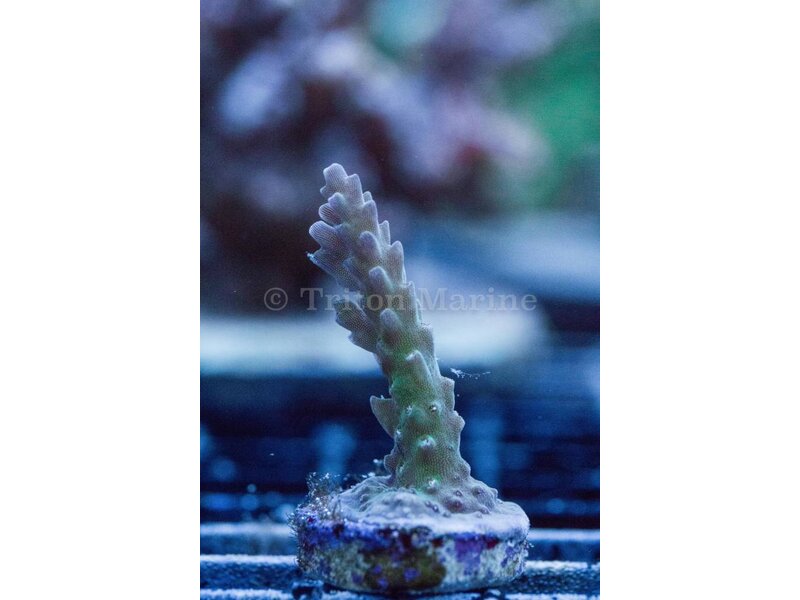 TMA Thunder Down Under Acro Frag