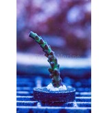 TMA Nathan's Worm Acro Frag