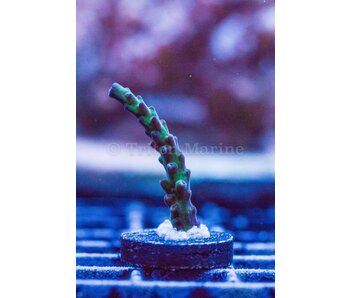 TMA Nathan's Worm Acro Frag