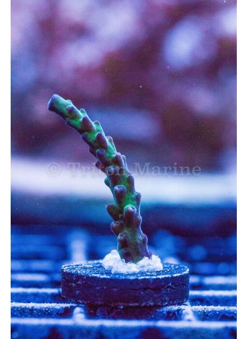 TMA Nathan's Worm Acro Frag