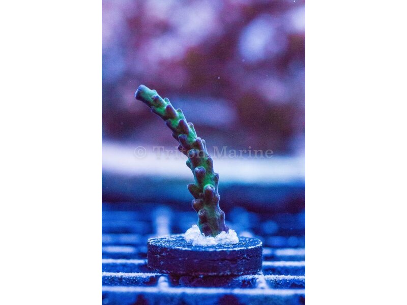 TMA Nathan's Worm Acro Frag