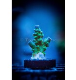 TMA Monster's Inc. Acro Frag