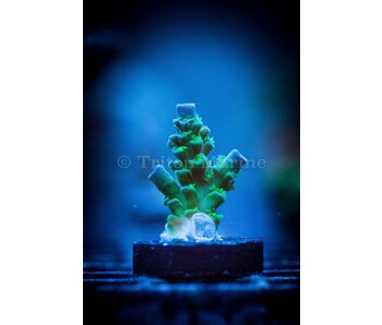 TMA Monster's Inc. Acro Frag