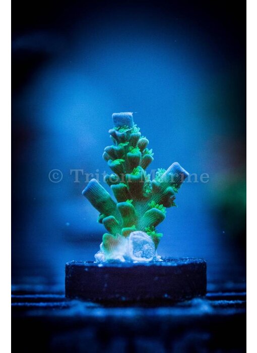 TMA Monster's Inc. Acro Frag