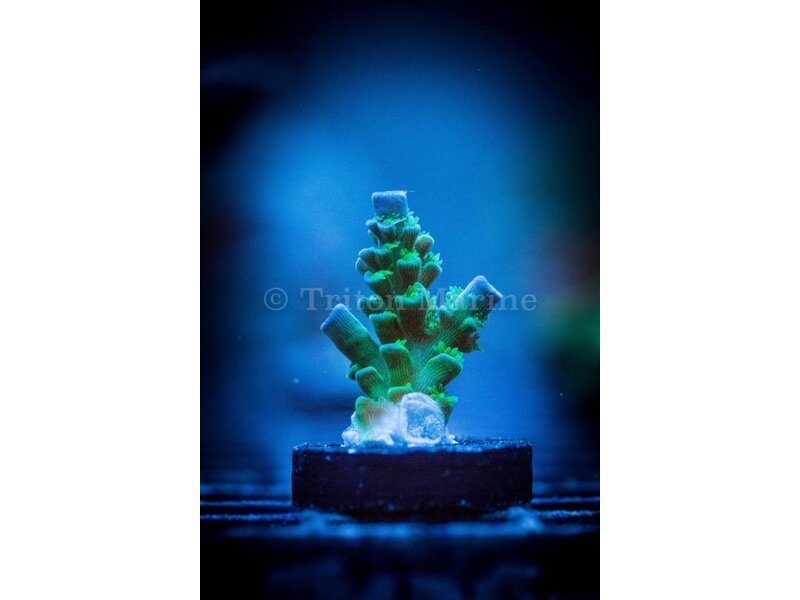 TMA Monster's Inc. Acro Frag
