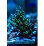 TMA Monster's Inc. Acro Frag