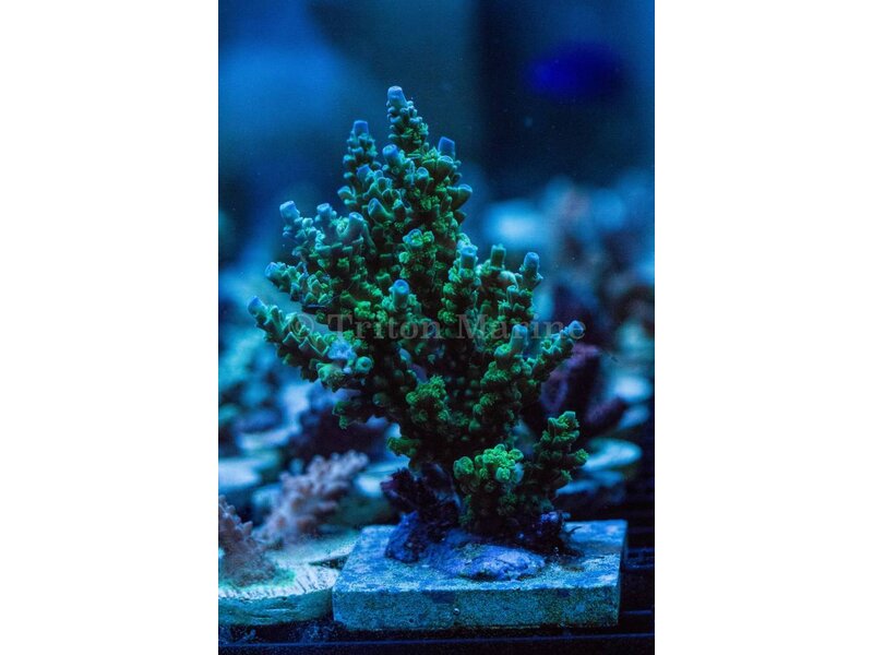 TMA Monster's Inc. Acro Frag