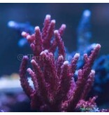 PC Rainbow Acro Frag